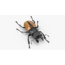 Giant Stag Beetle Odontolabis Ludekingi 3D model